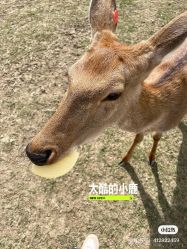 -前小桔亲子创意农场·草莓采摘·露营烧烤