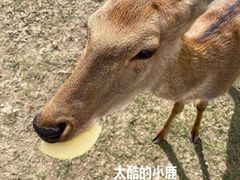 -前小桔亲子创意农场·草莓采摘·露营烧烤