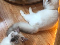 -momokira米努特·德文卷毛猫·棉花面纱犬