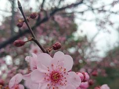 -昆山城市生态森林公园