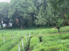 -野蔓果·山野菜(西湖景区·龙井茶田店)