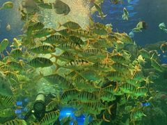-芜湖新华联大白鲸海洋公园