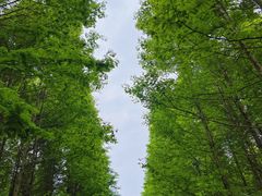 -桤木河湿地公园