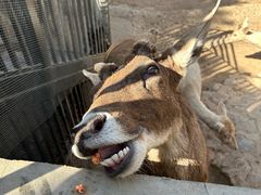 -石家庄市动物园