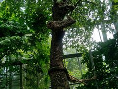 -南山植物园