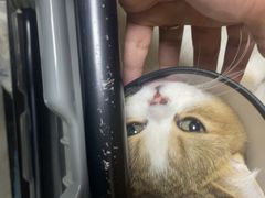 -安安宠医宠物医院·异宠·犬猫内科(岳阳分院)