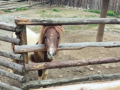 -泉州海丝野生动物世界