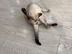 -共舞时光猫咖·狗咖(新街口店)