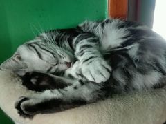 -喵店&猫咖