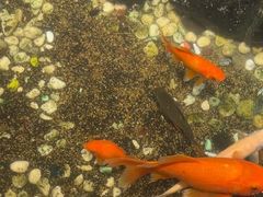 -隐炉和牛烧肉店(群力店)