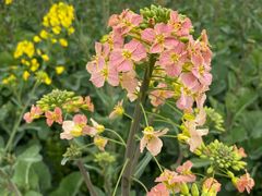 -中国天府农业博览园