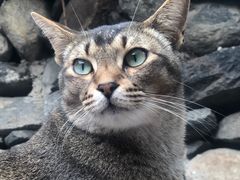 -喵屿·大理花园猫咖