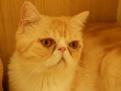 -猫和宫(六道口店)