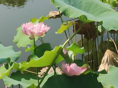 -陈家山荷花公园