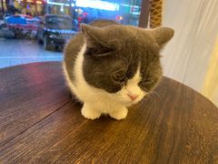 -猫友咖啡店(玉林西路店)
