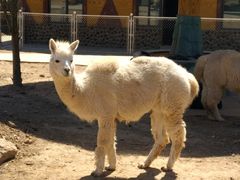 -石家庄市动物园