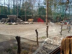 -上海野生动物园老虎餐厅