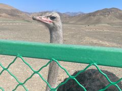 -新疆天山野生动物园