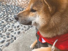 -柴犬高等学院·狗咖·柴犬售卖·宠物训练