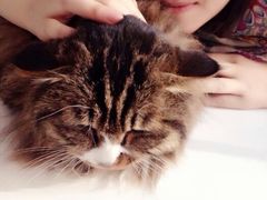 android_upload_pic-Anne猫窝咖啡屋