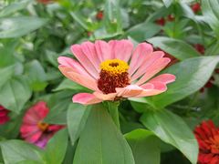 -大宁郁金香公园-停车场