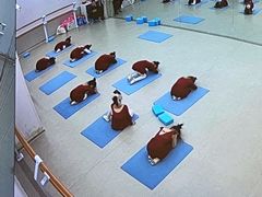 -红舞鞋舞蹈教育(近江校区)