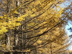 -塞罕坝国家级自然保护区