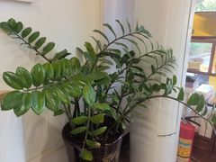 -大圣珍艾专业艾灸(万江0769店)