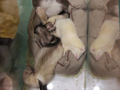 -藦茜花园宠物主题亲子互动体验馆(国顺东路店)