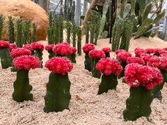 -广东茂名森林公园