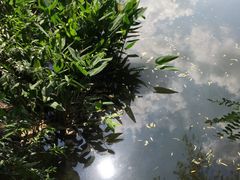 -新江湾城公园