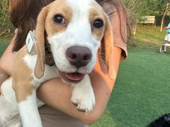 -爪吧宠物乐园 (温榆河示范区店)