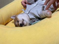 -逗柴咖啡屋·狗咖猫咖宠物桌游