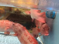 -阿伟海鲜楼·福建菜(延寿店)