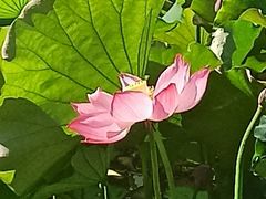 -大宁郁金香公园-停车场