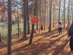 -上海海湾国家森林公园