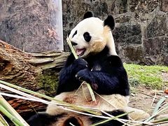 -都江堰中华大熊猫苑