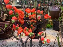 -大自然花鸟鱼虫市场