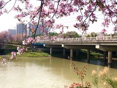 -广东花都湖国家湿地公园