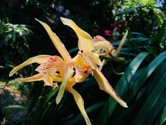 -中国科学院华南植物园