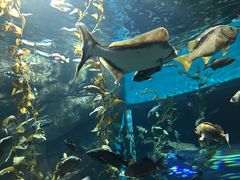-瑞普利水族馆