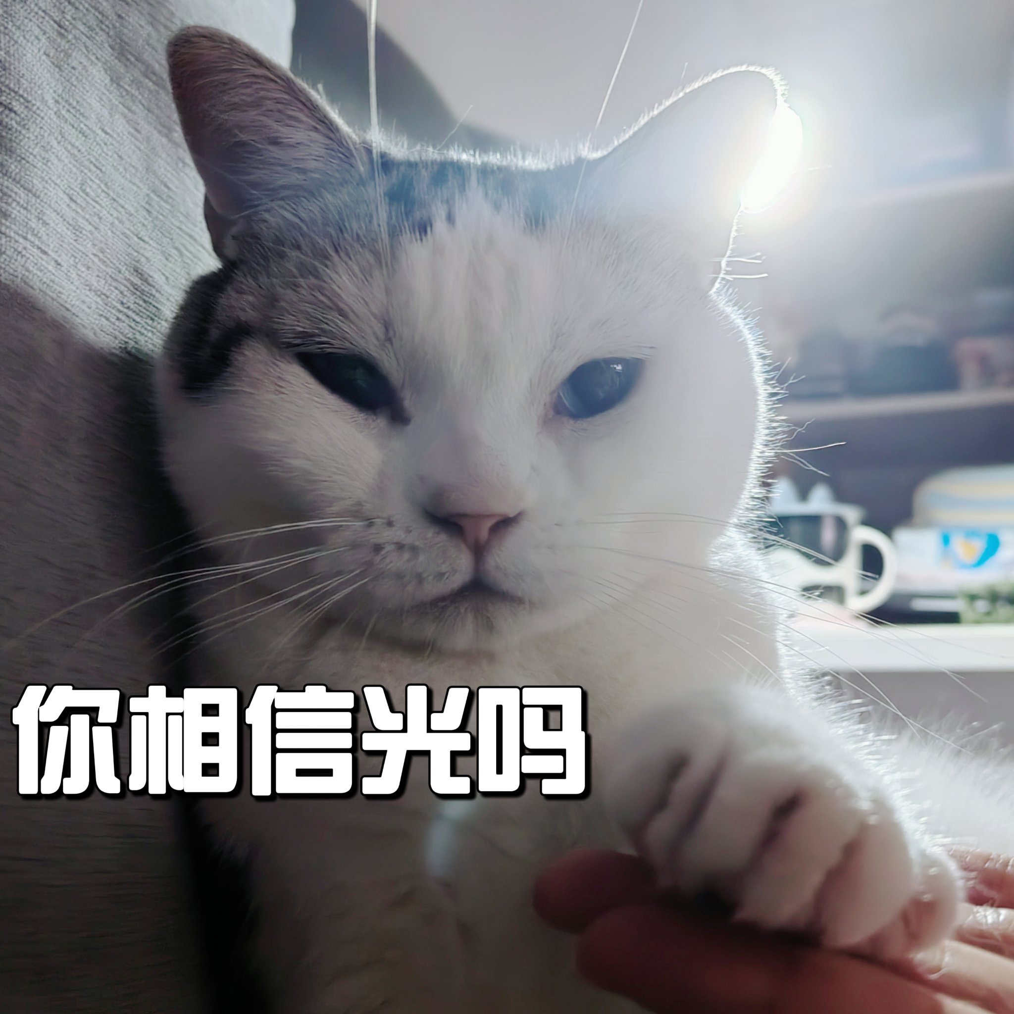 人拍手猫跳舞表情包图片