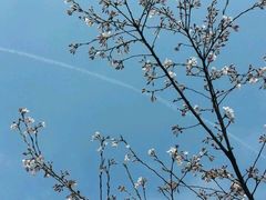 -西湖外事游船(花港观鱼码头)