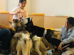 -Husky Go! 哈士奇体验馆·宠物咖啡厅狗咖