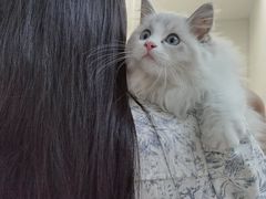 -lincat·猫舍(广州店)