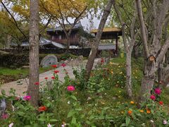 -千年银杏谷文化旅游区