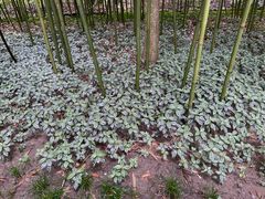 -成都杜甫草堂博物馆