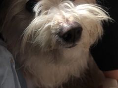 -安安宠医宠物医院·异宠·犬猫内科(岳阳分院)
