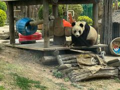 -大连森林动物园