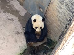 -都江堰中华大熊猫苑